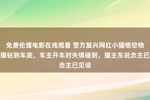 免费伦理电影在线观看 警方复兴网红小猫悟空物化：猫钻到车底，车主开车时失慎碰到，猫主东说念主已见谅